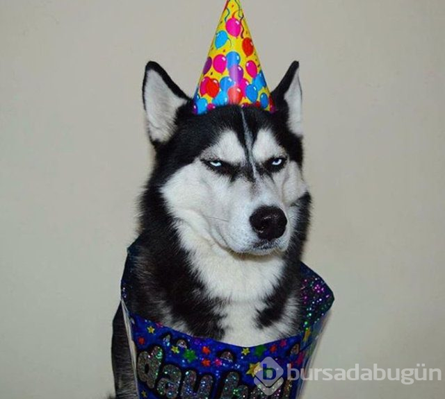 Huysuz köpek keskin bakışlarıyla internette fenomen oldu

