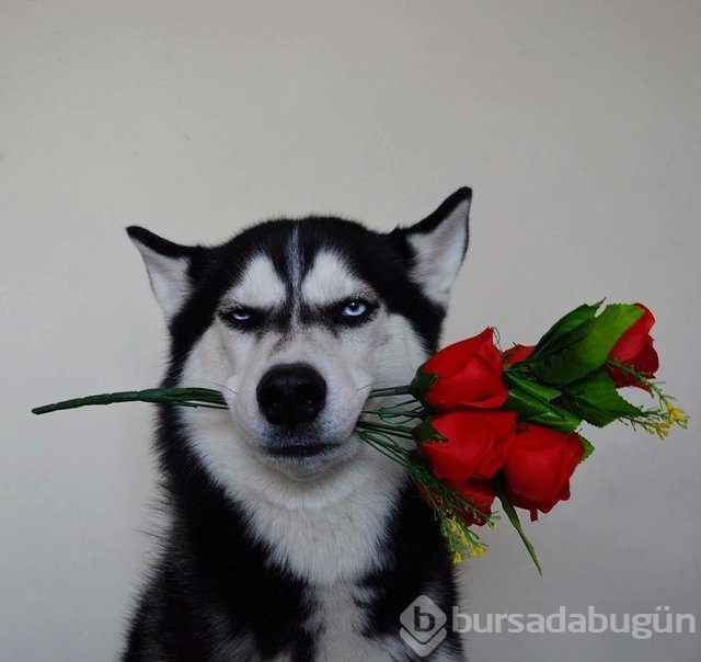 Huysuz köpek keskin bakışlarıyla internette fenomen oldu

