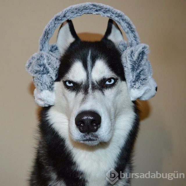 Huysuz köpek keskin bakışlarıyla internette fenomen oldu
