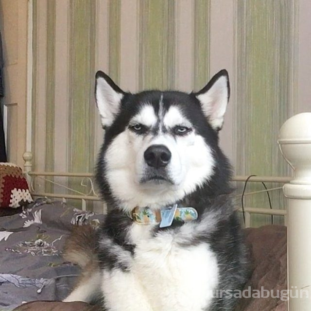 Huysuz köpek keskin bakışlarıyla internette fenomen oldu
