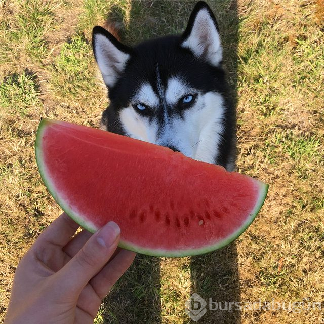 Huysuz köpek keskin bakışlarıyla internette fenomen oldu

