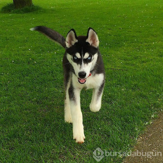 Huysuz köpek keskin bakışlarıyla internette fenomen oldu
