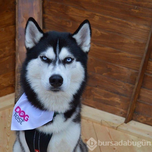 Huysuz köpek keskin bakışlarıyla internette fenomen oldu
