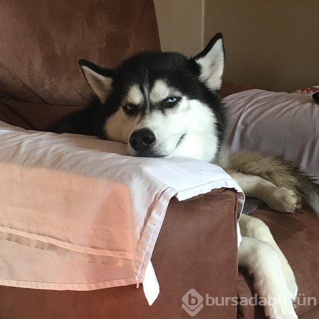 Huysuz köpek keskin bakışlarıyla internette fenomen oldu
