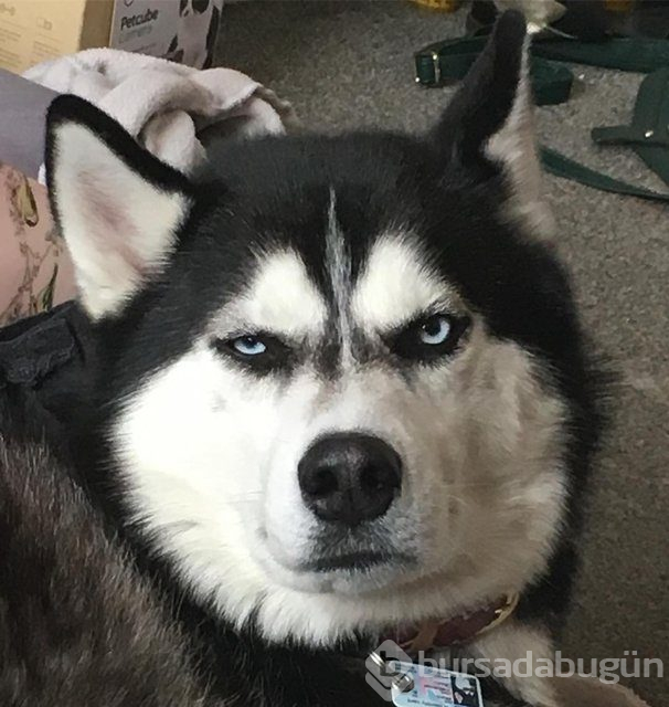 Huysuz köpek keskin bakışlarıyla internette fenomen oldu
