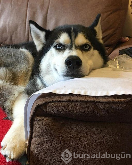Huysuz köpek keskin bakışlarıyla internette fenomen oldu
