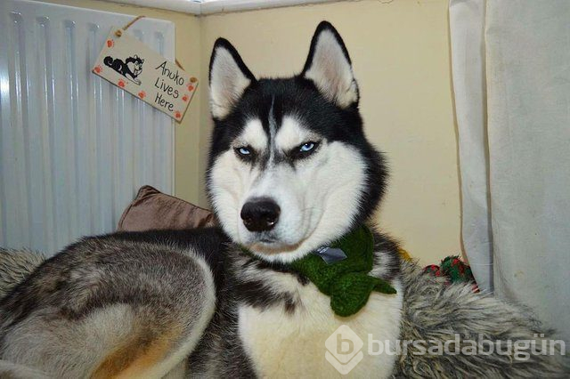 Huysuz köpek keskin bakışlarıyla internette fenomen oldu
