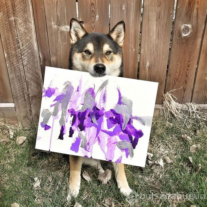 Ressam köpeğin resimleri satışta (Instagram'ın sıra dışı fenomenleri)