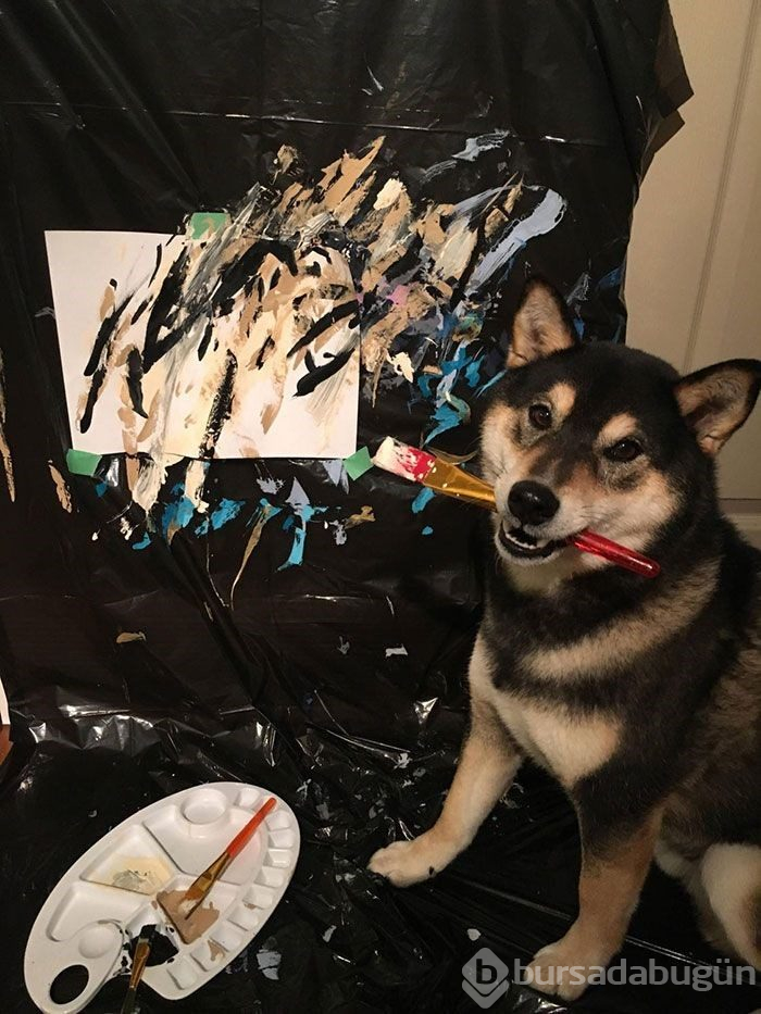 Ressam köpeğin resimleri satışta (Instagram'ın sıra dışı fenomenleri)