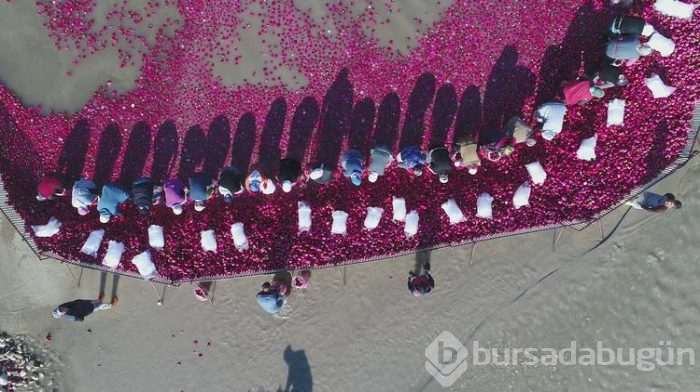 Salataların lezzeti turpta hasat zamanı... Sofraya gelmeden önce böyle hazırlanıyorlar
