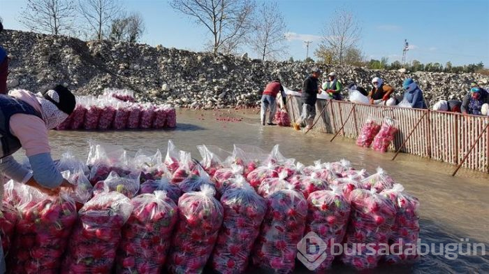 Salataların lezzeti turpta hasat zamanı... Sofraya gelmeden önce böyle hazırlanıyorlar
