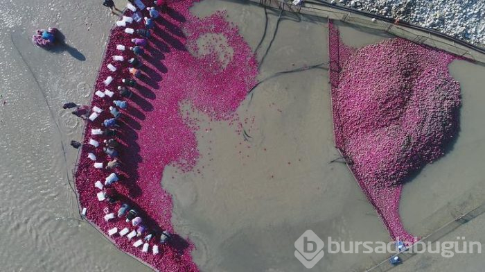 Salataların lezzeti turpta hasat zamanı... Sofraya gelmeden önce böyle hazırlanıyorlar
