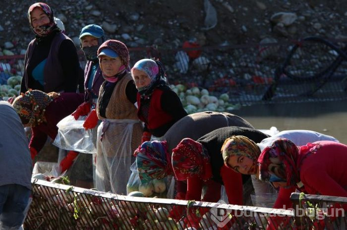Salataların lezzeti turpta hasat zamanı... Sofraya gelmeden önce böyle hazırlanıyorlar
