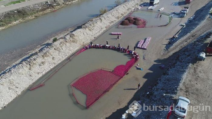 Salataların lezzeti turpta hasat zamanı... Sofraya gelmeden önce böyle hazırlanıyorlar
