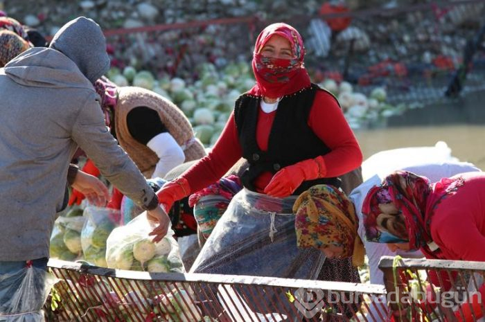 Salataların lezzeti turpta hasat zamanı... Sofraya gelmeden önce böyle hazırlanıyorlar
