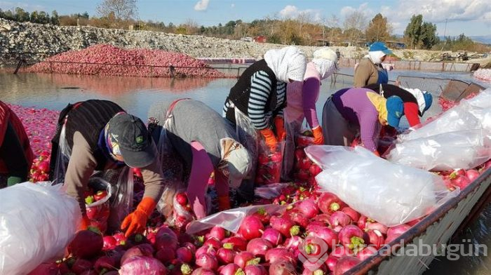 Salataların lezzeti turpta hasat zamanı... Sofraya gelmeden önce böyle hazırlanıyorlar
