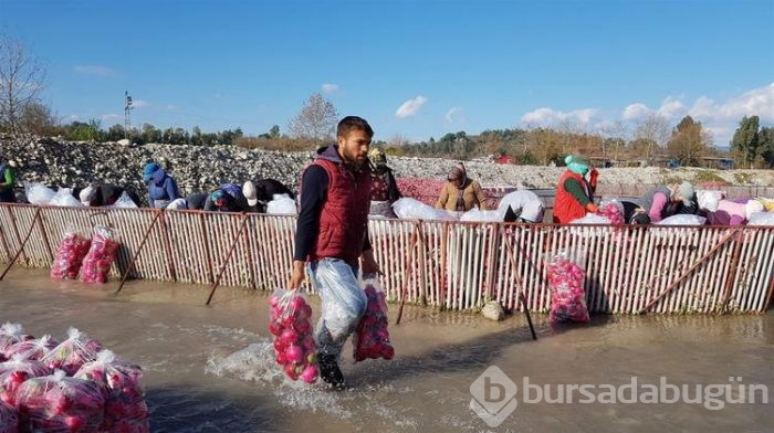 Salataların lezzeti turpta hasat zamanı... Sofraya gelmeden önce böyle hazırlanıyorlar
