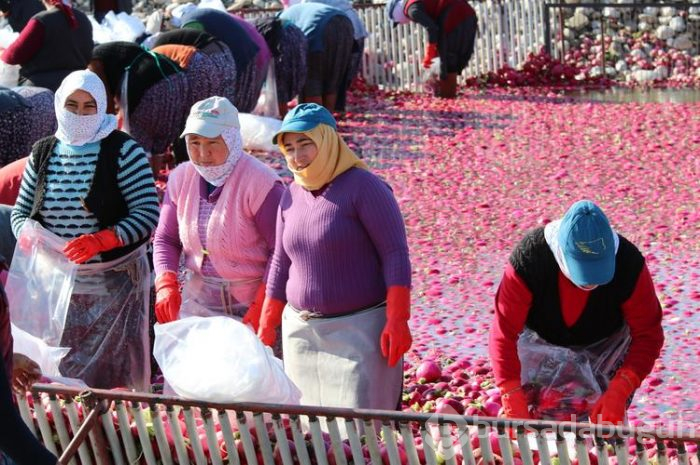 Salataların lezzeti turpta hasat zamanı... Sofraya gelmeden önce böyle hazırlanıyorlar
