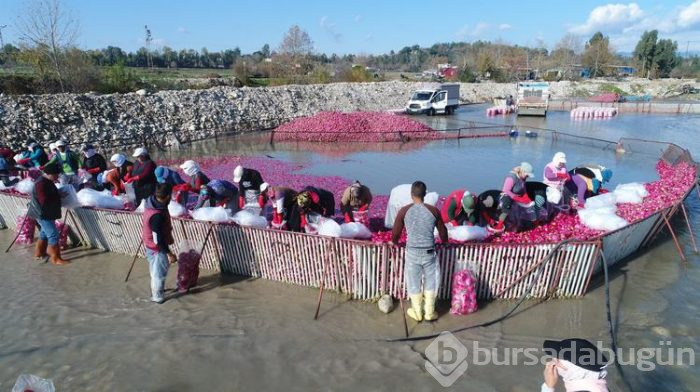 Salataların lezzeti turpta hasat zamanı... Sofraya gelmeden önce böyle hazırlanıyorlar
