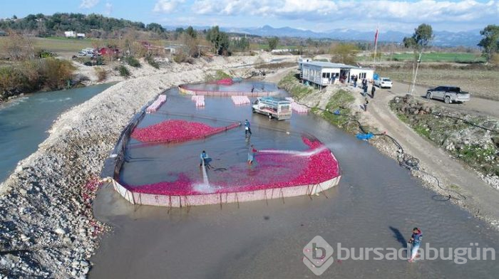Salataların lezzeti turpta hasat zamanı... Sofraya gelmeden önce böyle hazırlanıyorlar
