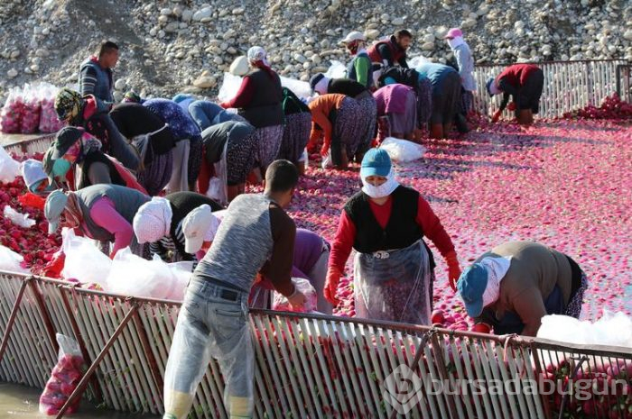 Salataların lezzeti turpta hasat zamanı... Sofraya gelmeden önce böyle hazırlanıyorlar
