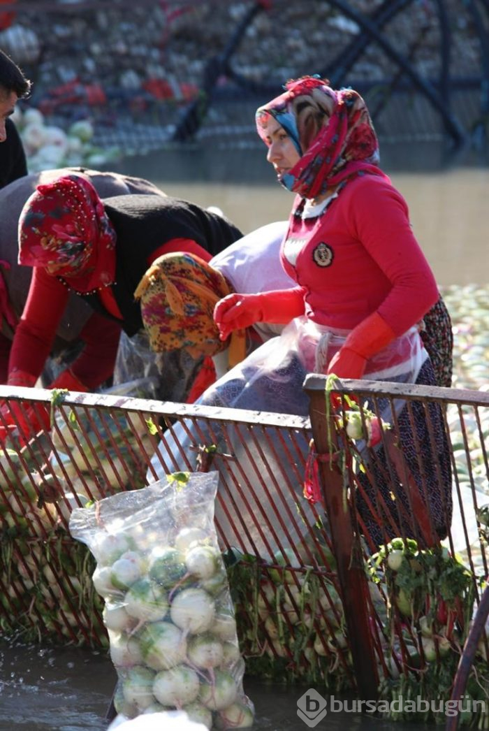 Salataların lezzeti turpta hasat zamanı... Sofraya gelmeden önce böyle hazırlanıyorlar
