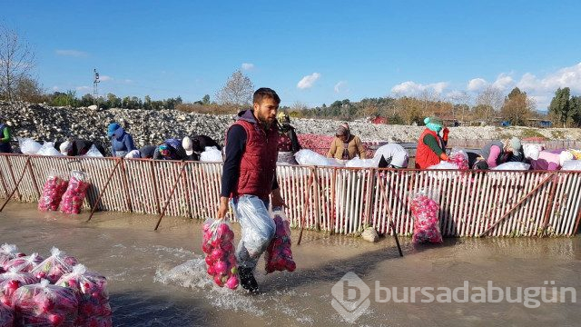 'Kırmızı Altın'dan Kadirli'ye Yılda 100 Milyon Liralık Katkı
