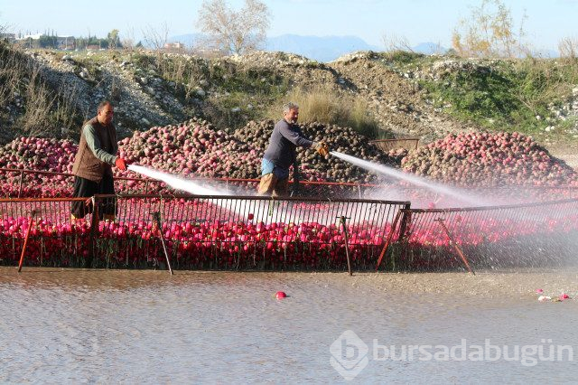 'Kırmızı Altın'dan Kadirli'ye Yılda 100 Milyon Liralık Katkı
