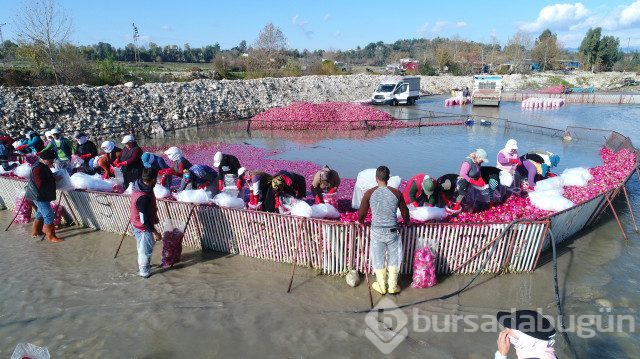 'Kırmızı Altın'dan Kadirli'ye Yılda 100 Milyon Liralık Katkı

