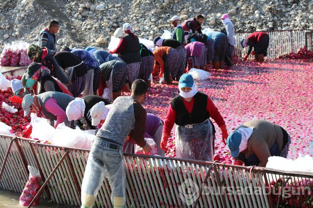 'Kırmızı Altın'dan Kadirli'ye Yılda 100 Milyon Liralık Katkı
