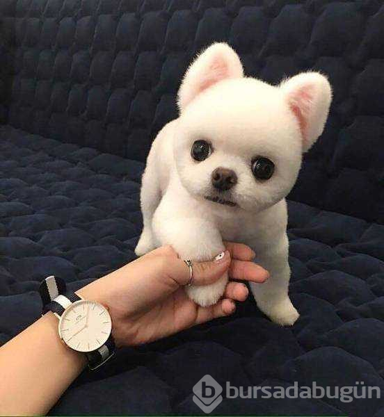 Günün en çok paylaşılan fotoğrafları (04.01.2019)