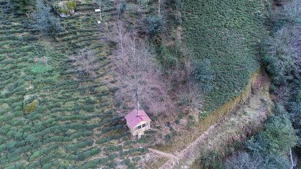 Karadenizli arıcı 15 bin TL'ye yaptı! Yabancı turistler akın ediyor
