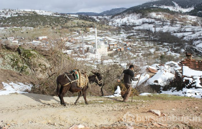 Eşeği yanağını parçaladı! Tek isteği estetik ameliyat olmak
