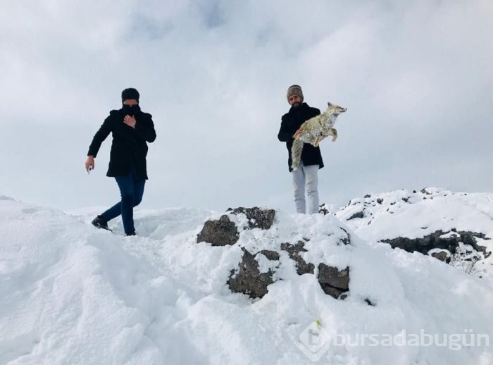 Yiyecek aramaya giden tilki ayakta dondu