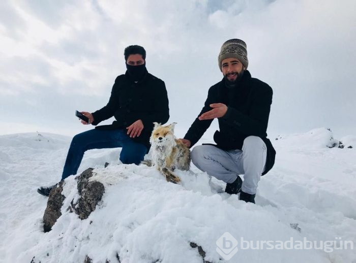 Yiyecek aramaya giden tilki ayakta dondu