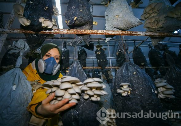 İstiridye mantarı üreterek 2 yılda 100 bin lira kazandı
