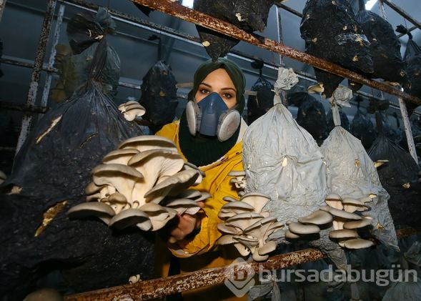 İstiridye mantarı üreterek 2 yılda 100 bin lira kazandı

