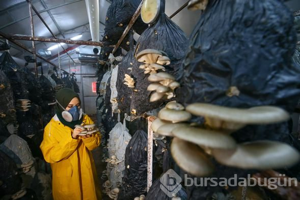 İstiridye mantarı üreterek 2 yılda 100 bin lira kazandı
