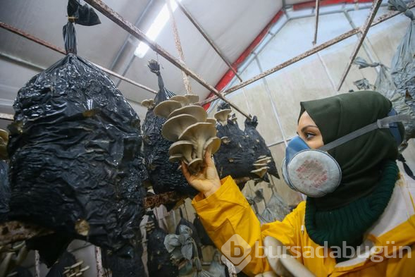 İstiridye mantarı üreterek 2 yılda 100 bin lira kazandı
