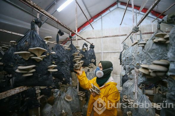 İstiridye mantarı üreterek 2 yılda 100 bin lira kazandı
