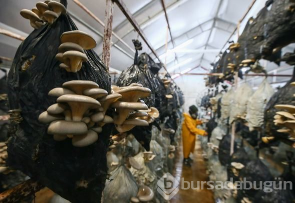 İstiridye mantarı üreterek 2 yılda 100 bin lira kazandı
