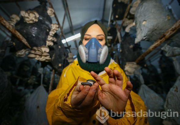 İstiridye mantarı üreterek 2 yılda 100 bin lira kazandı
