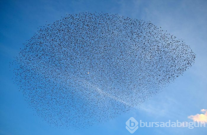 Sığırcık kuşlarının gökyüzünde dansı büyüledi

