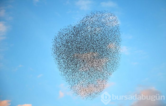 Sığırcık kuşlarının gökyüzünde dansı büyüledi
