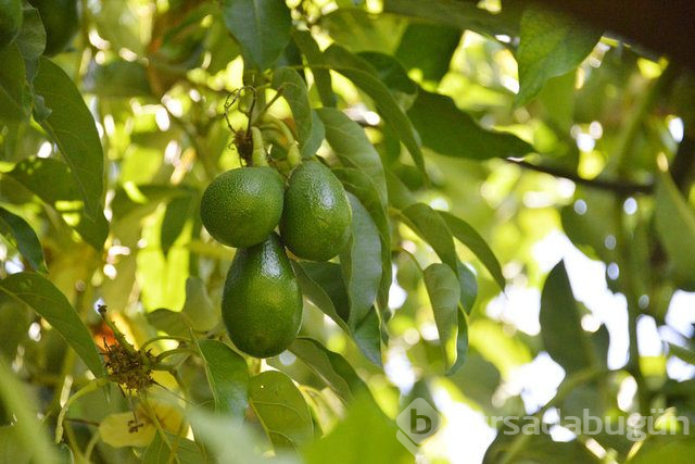 Kalp sağlığı için her gün 1 avokado!
