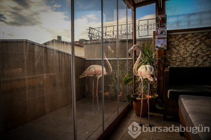 Yaralı flamingo ve yavru baykuşa evinde bakıyor
