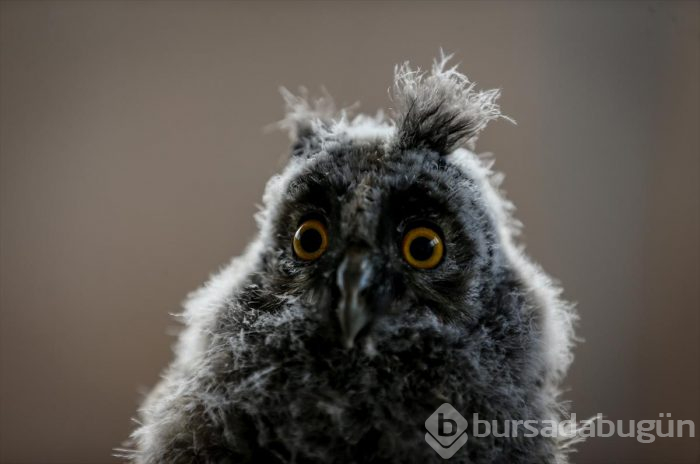 Yaralı flamingo ve yavru baykuşa evinde bakıyor
