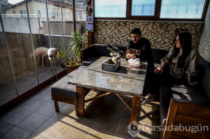 Yaralı flamingo ve yavru baykuşa evinde bakıyor
