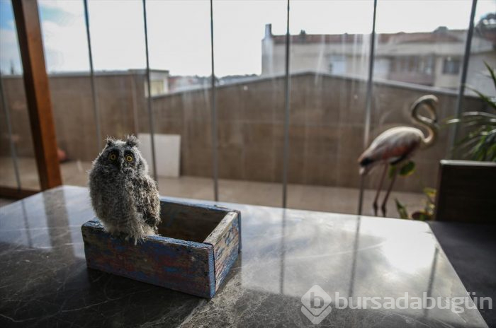 Yaralı flamingo ve yavru baykuşa evinde bakıyor
