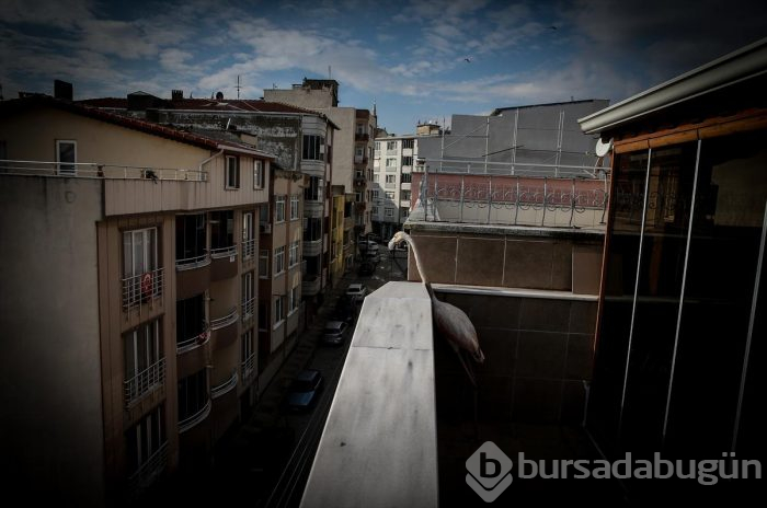 Yaralı flamingo ve yavru baykuşa evinde bakıyor
